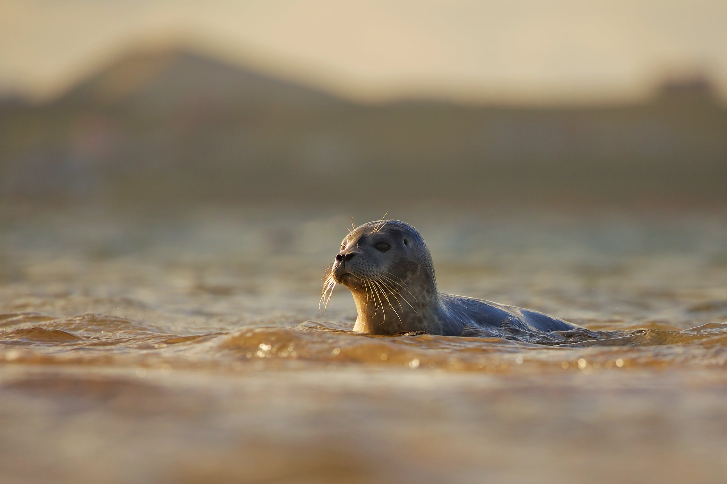 Quebec Seals 001