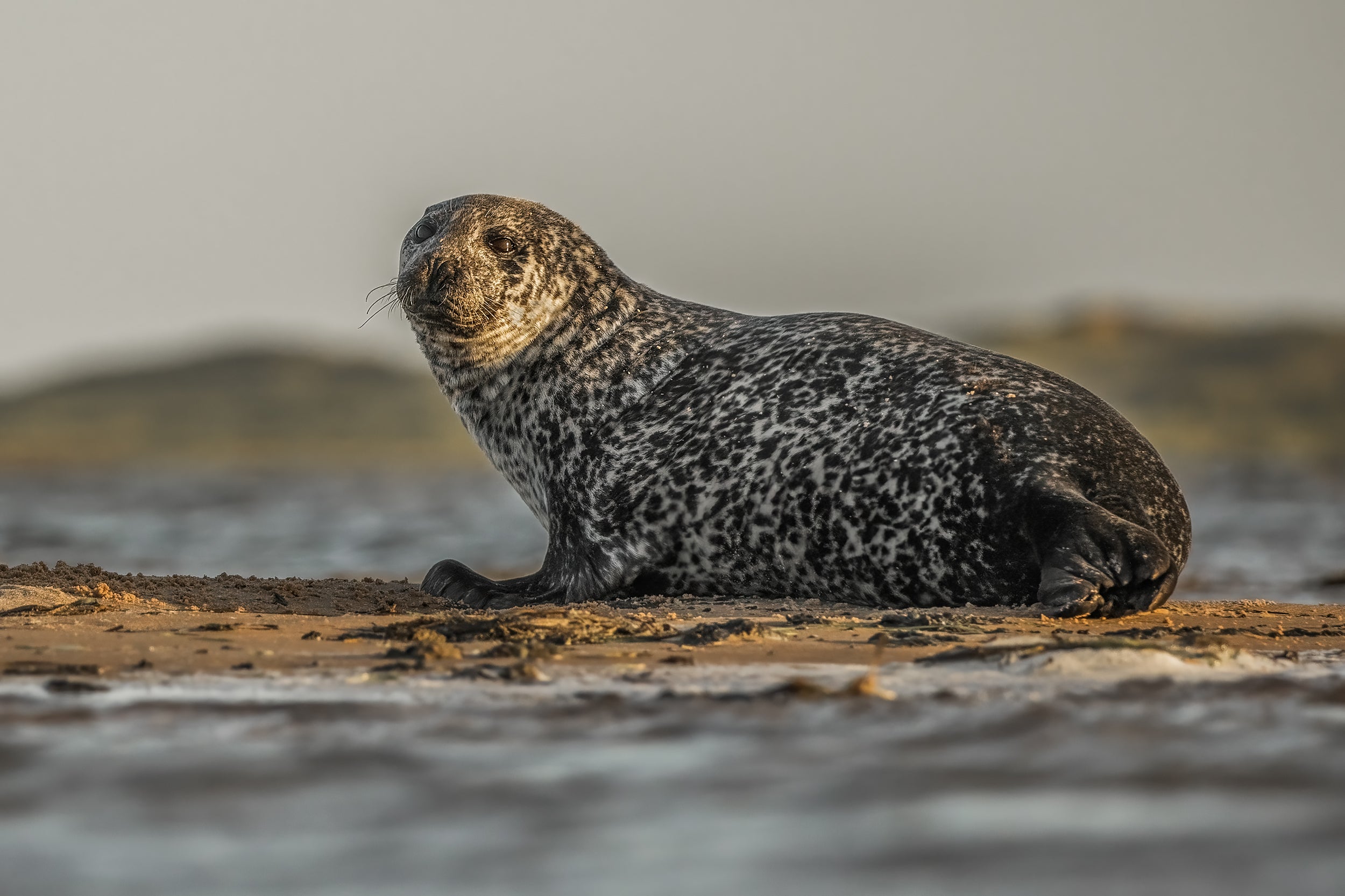 Quebec Seals 011