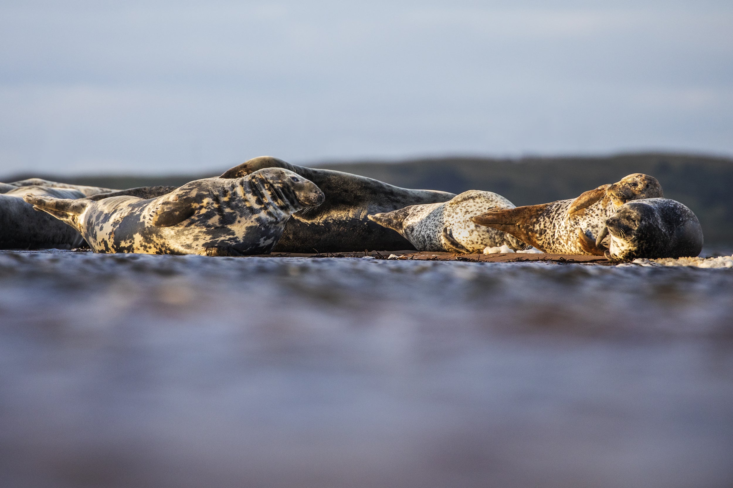 Quebec Seals 012