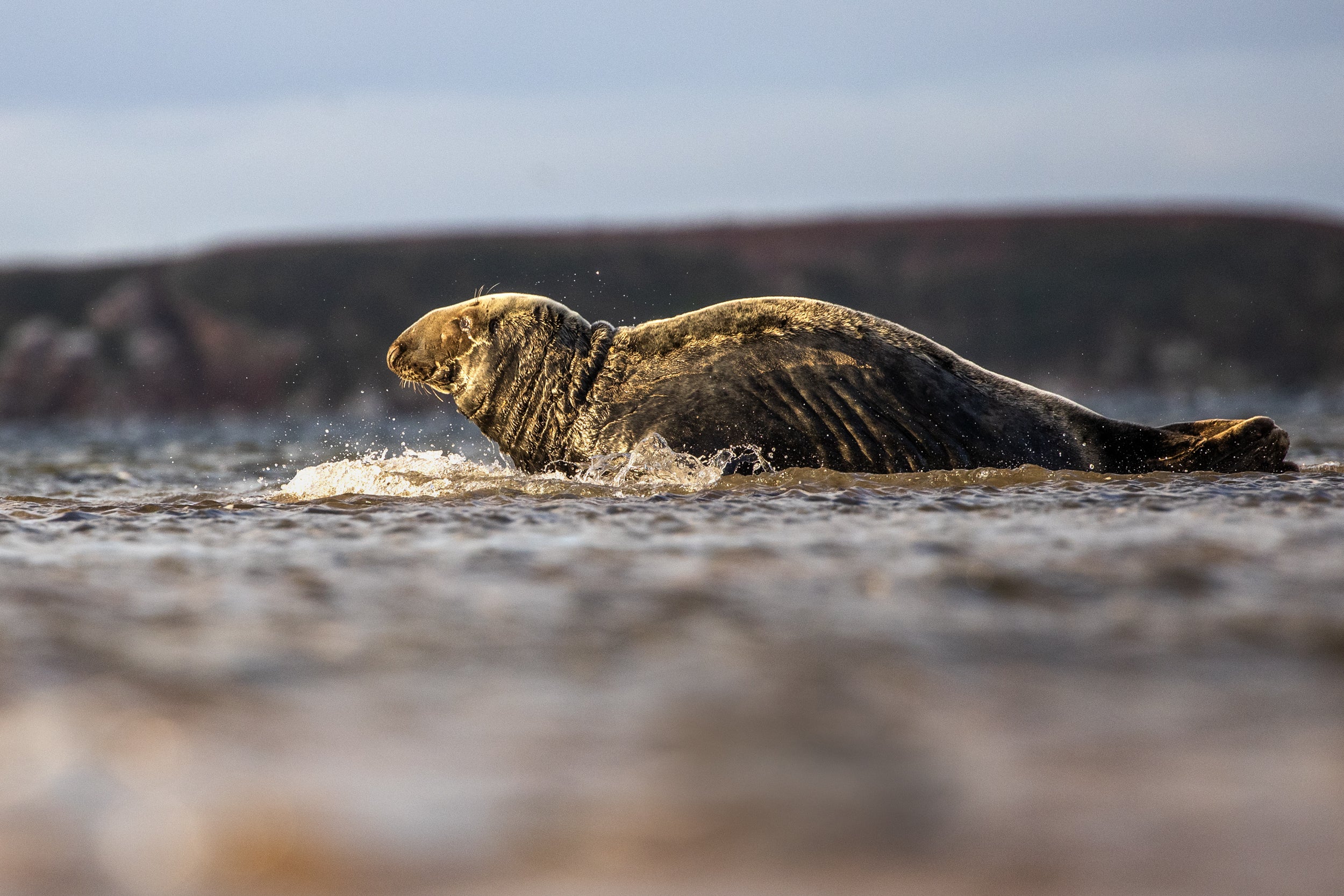 Quebec Seals 013