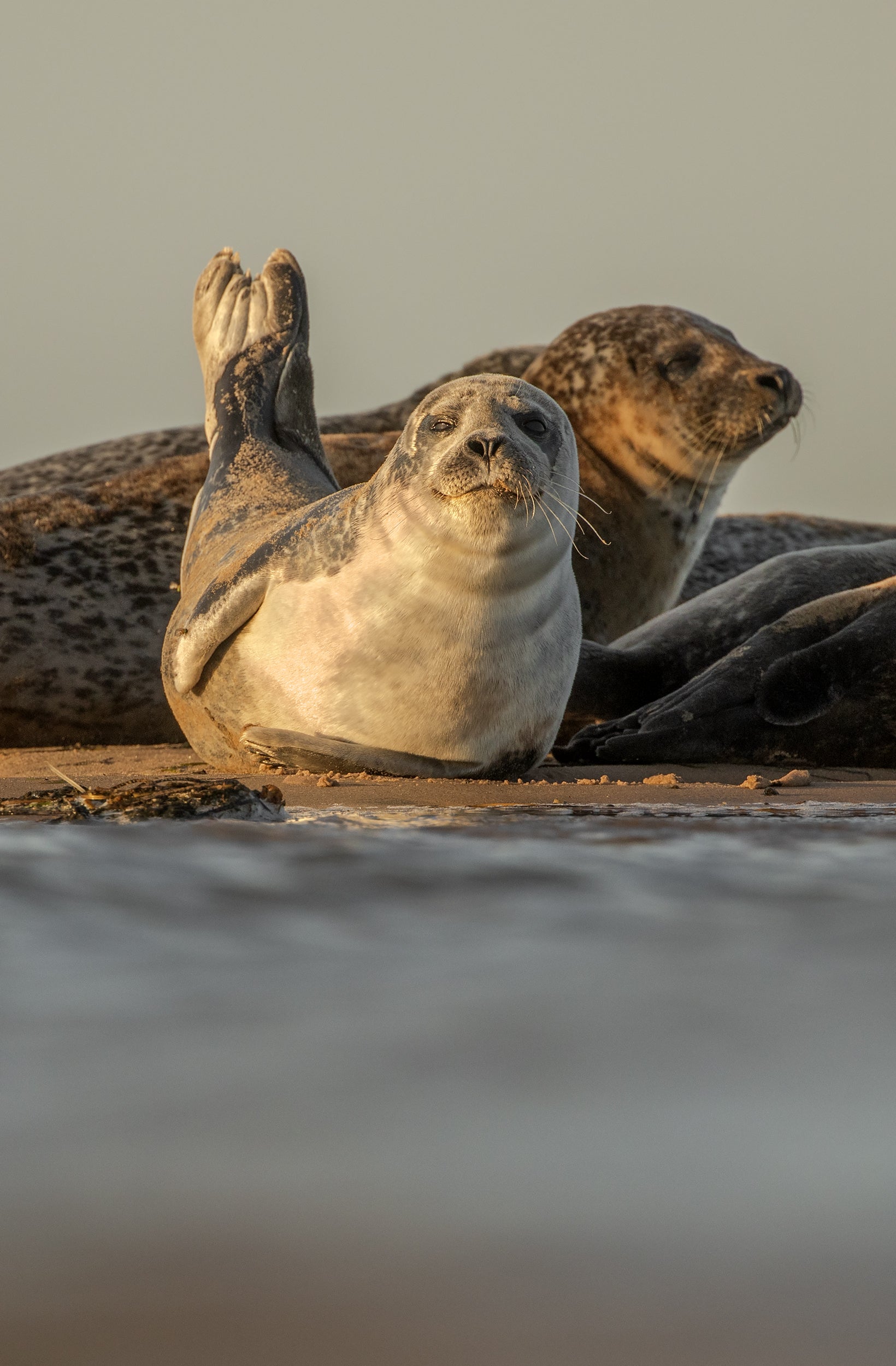 Quebec Seals 014