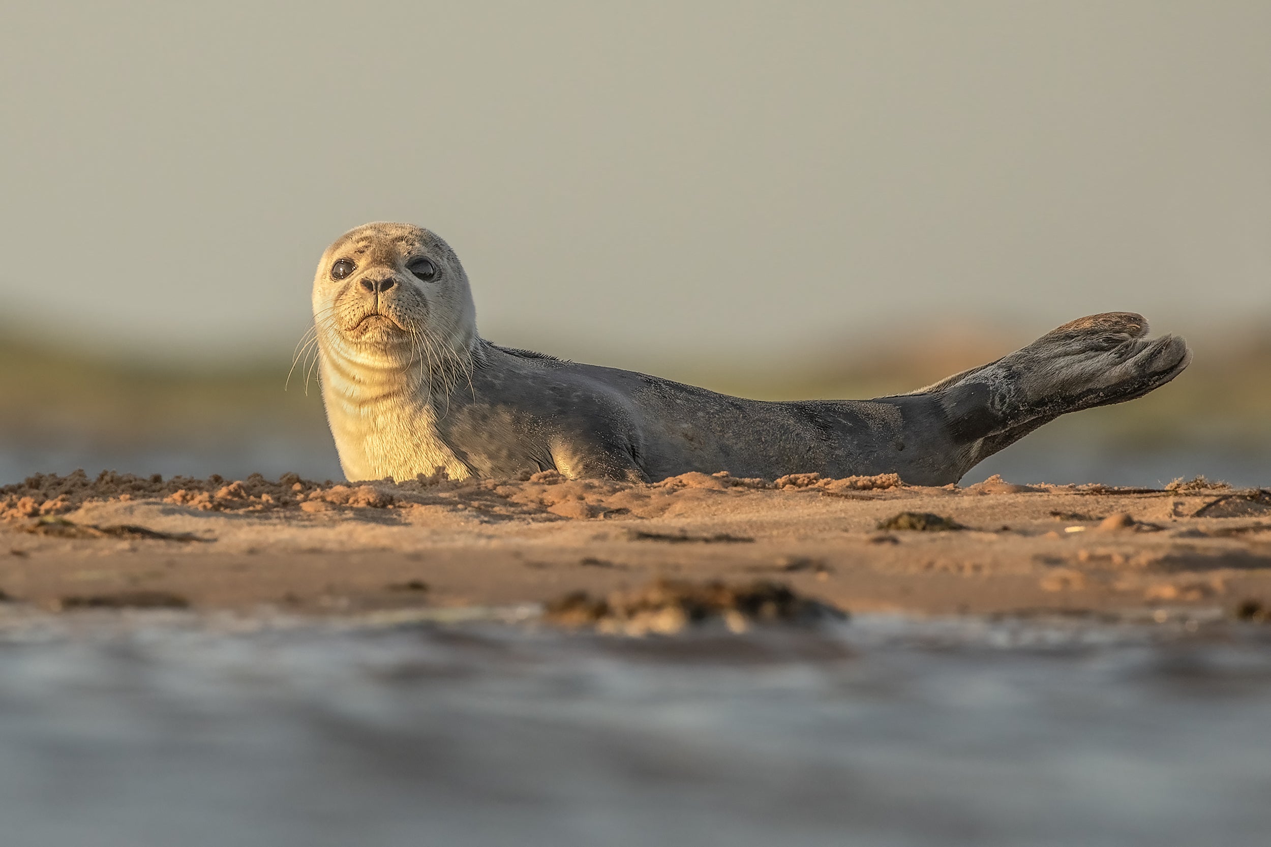 Quebec Seals 015