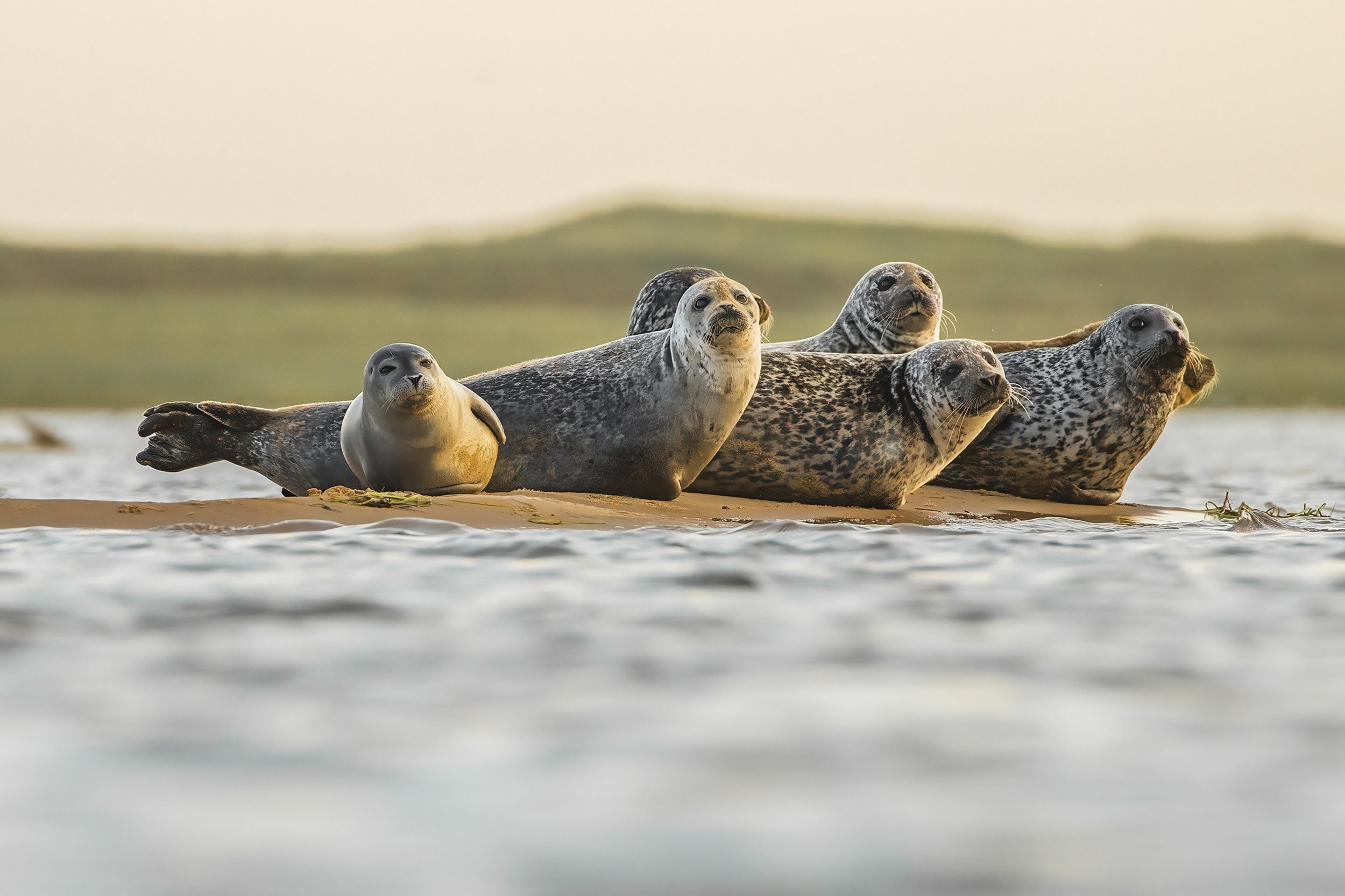 Quebec Seals 016