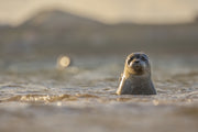 Quebec Seals 017