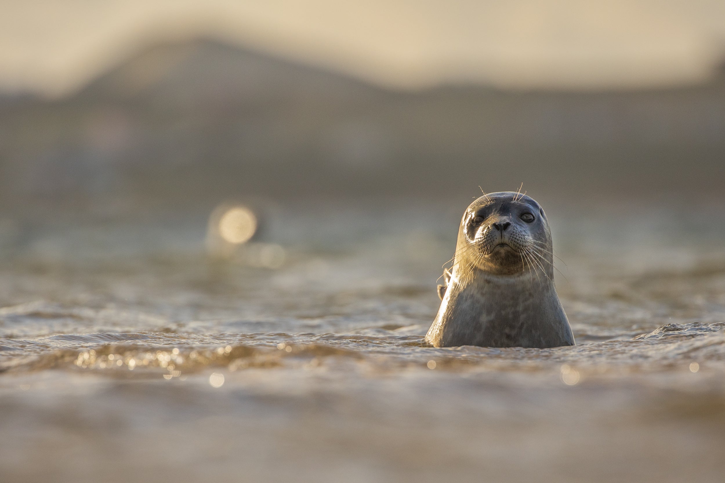 Quebec Seals 017