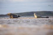Quebec Seals 020