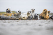 Quebec Seals 021