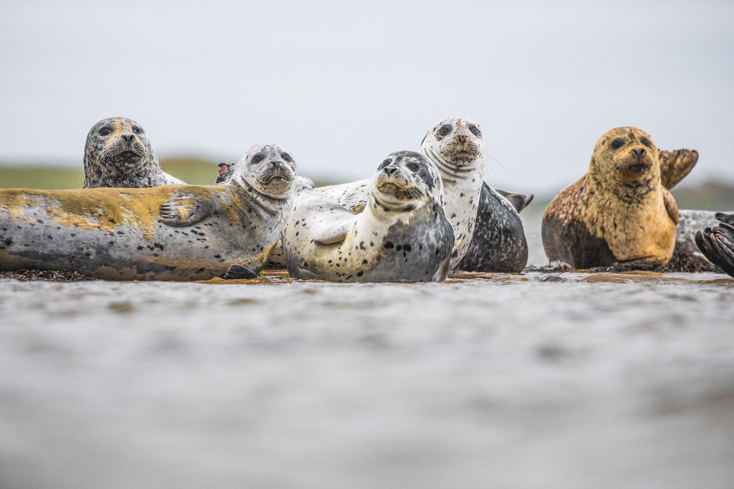 Quebec Seals 021