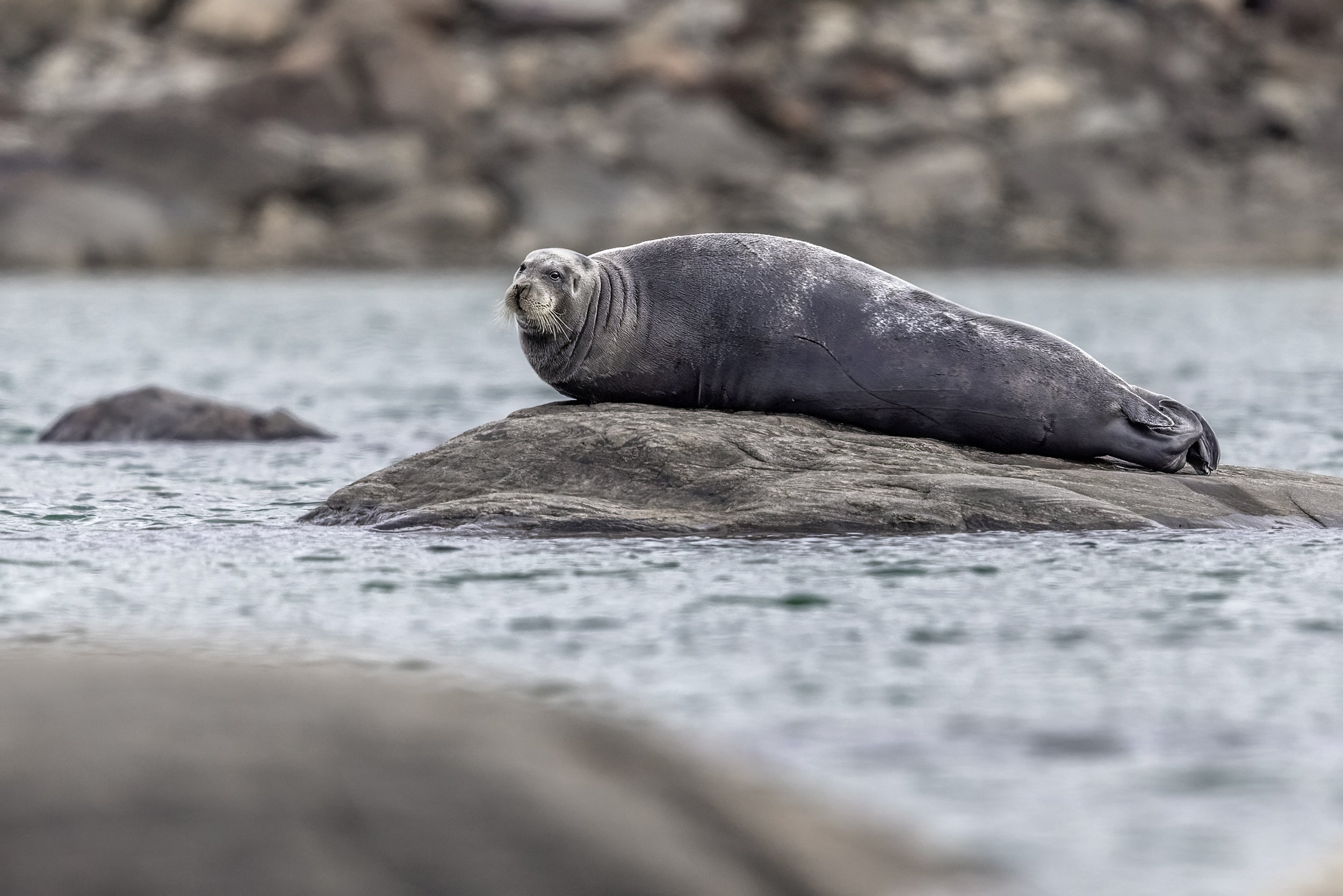 Quebec Seals 022