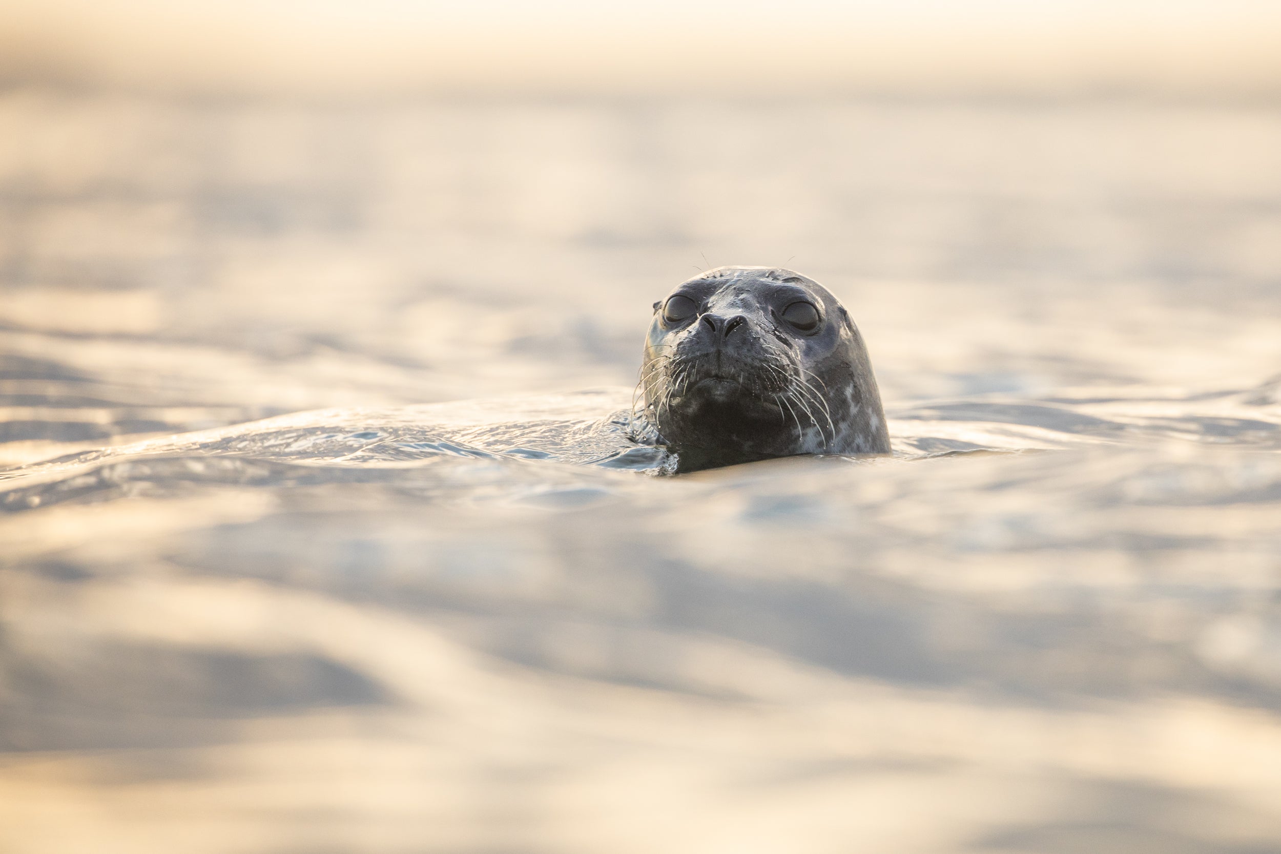 Quebec Seals 002