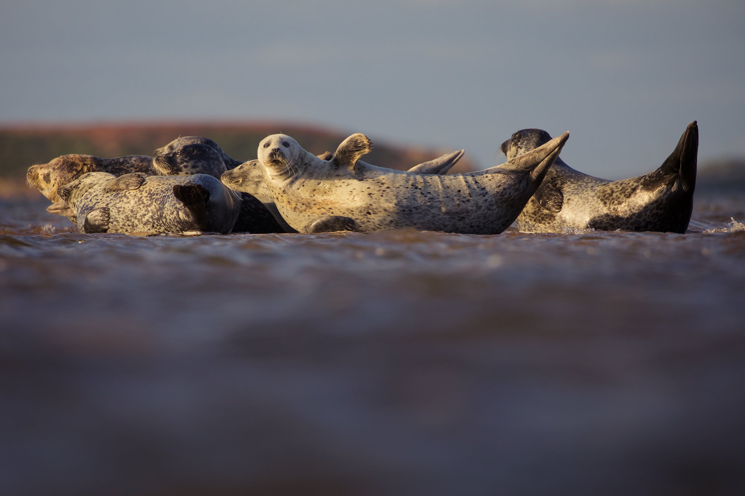 Quebec Seals 003