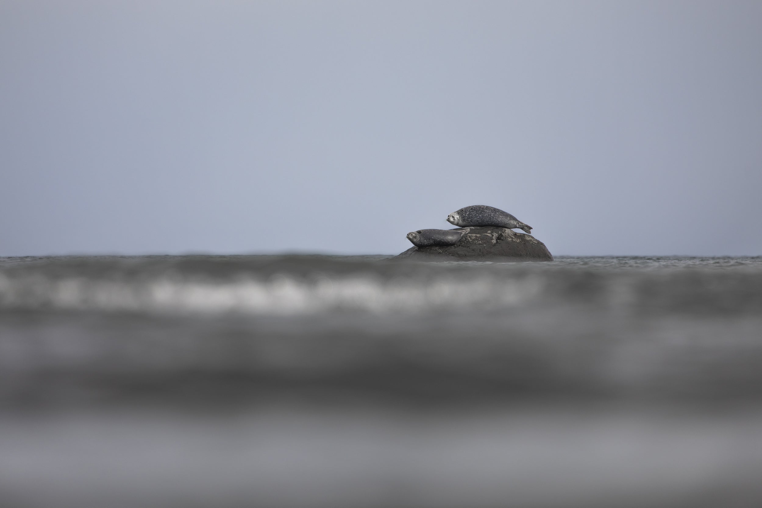 Quebec Seals 004