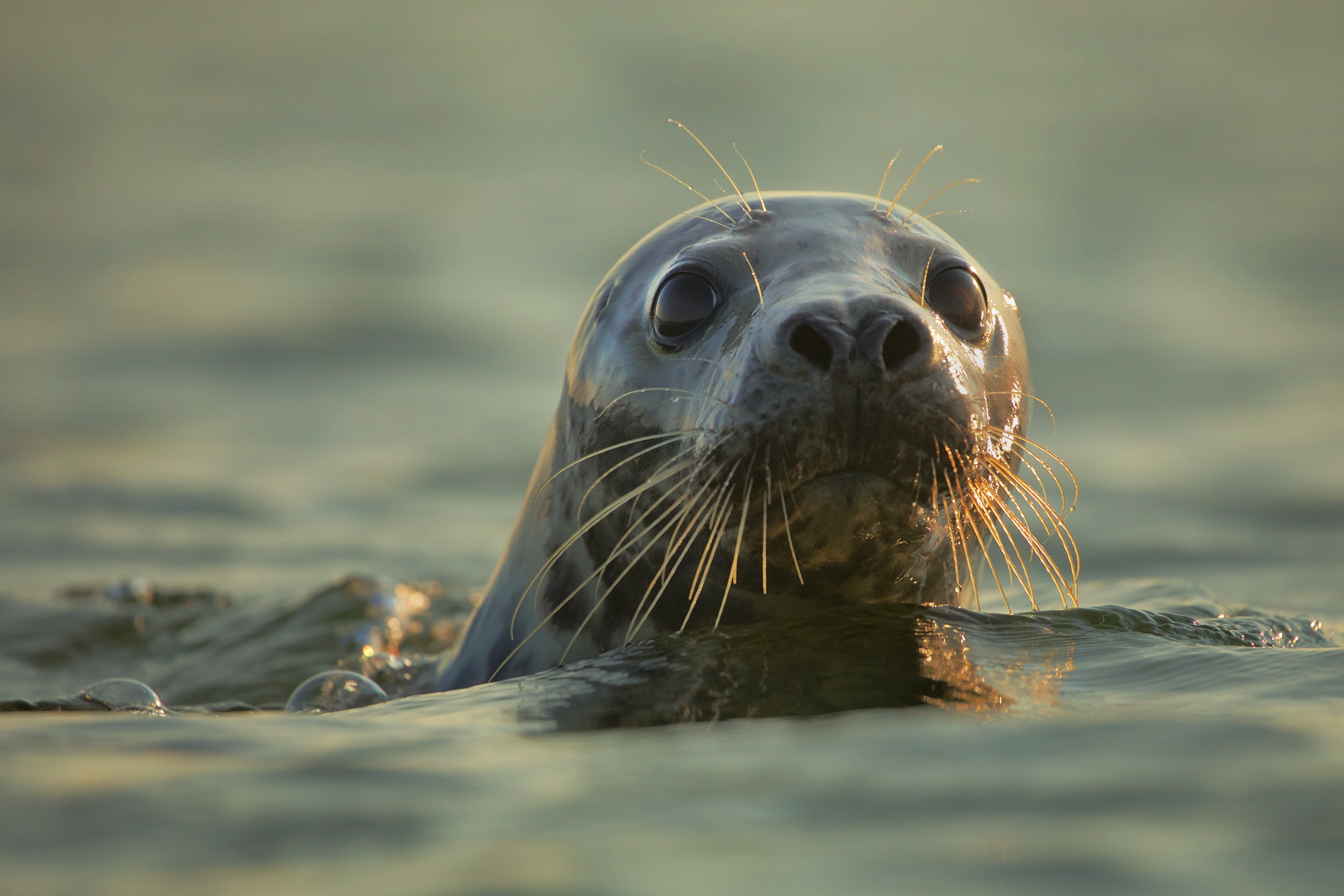 Quebec Seals 005