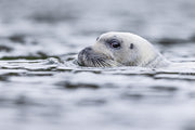 Quebec Seals 006