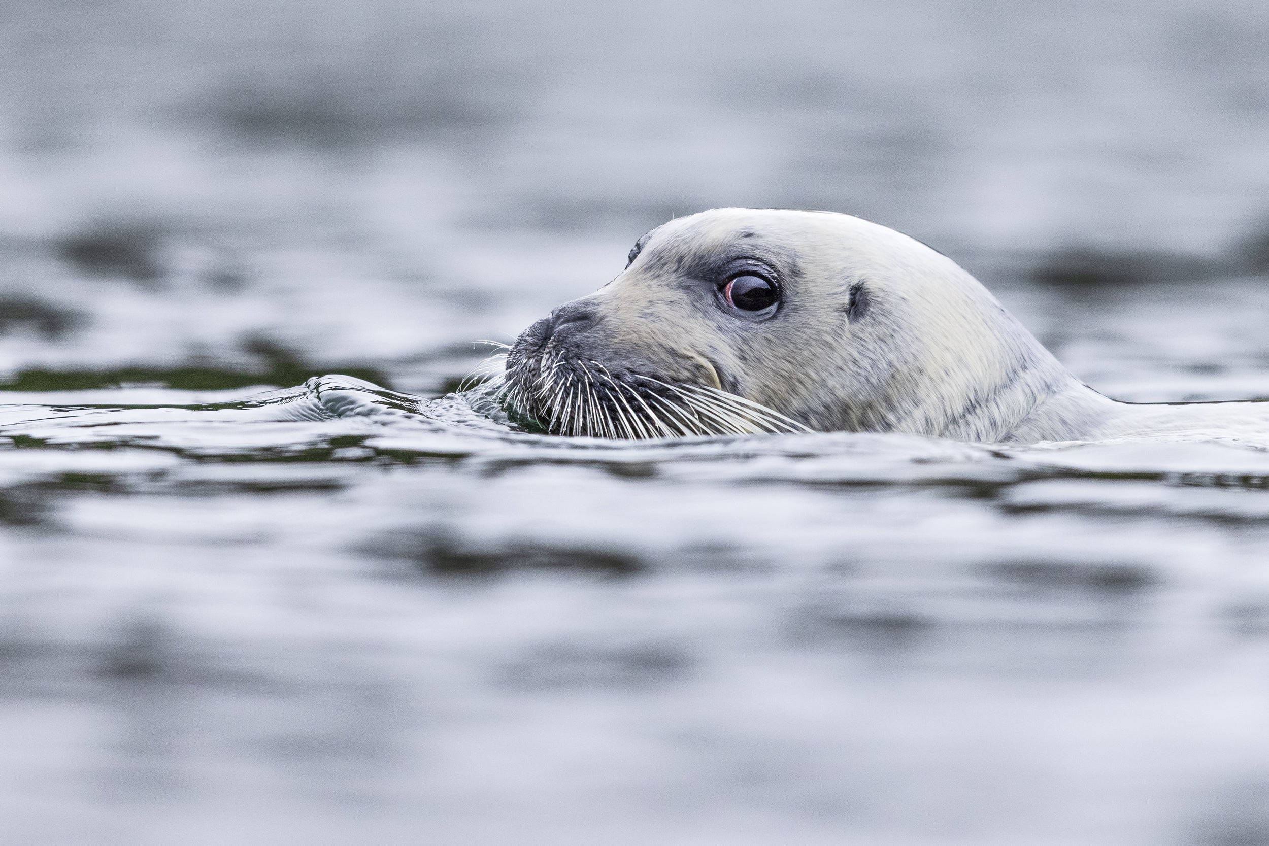 Quebec Seals 006