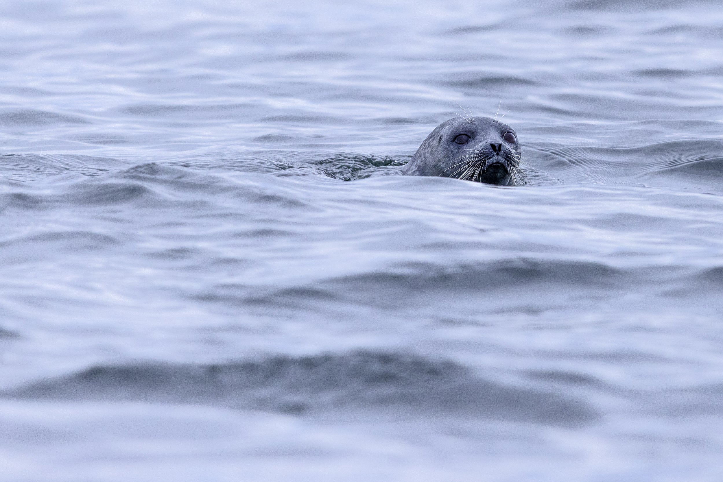 Quebec Seals 007