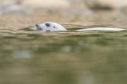 Quebec Seals 008