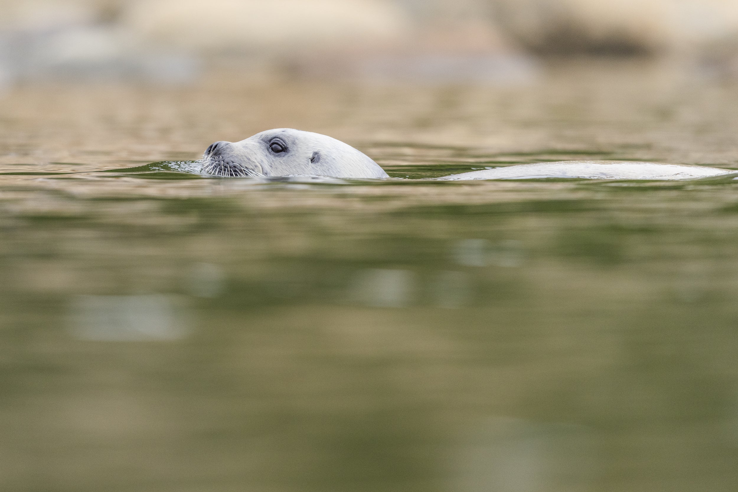 Quebec Seals 008