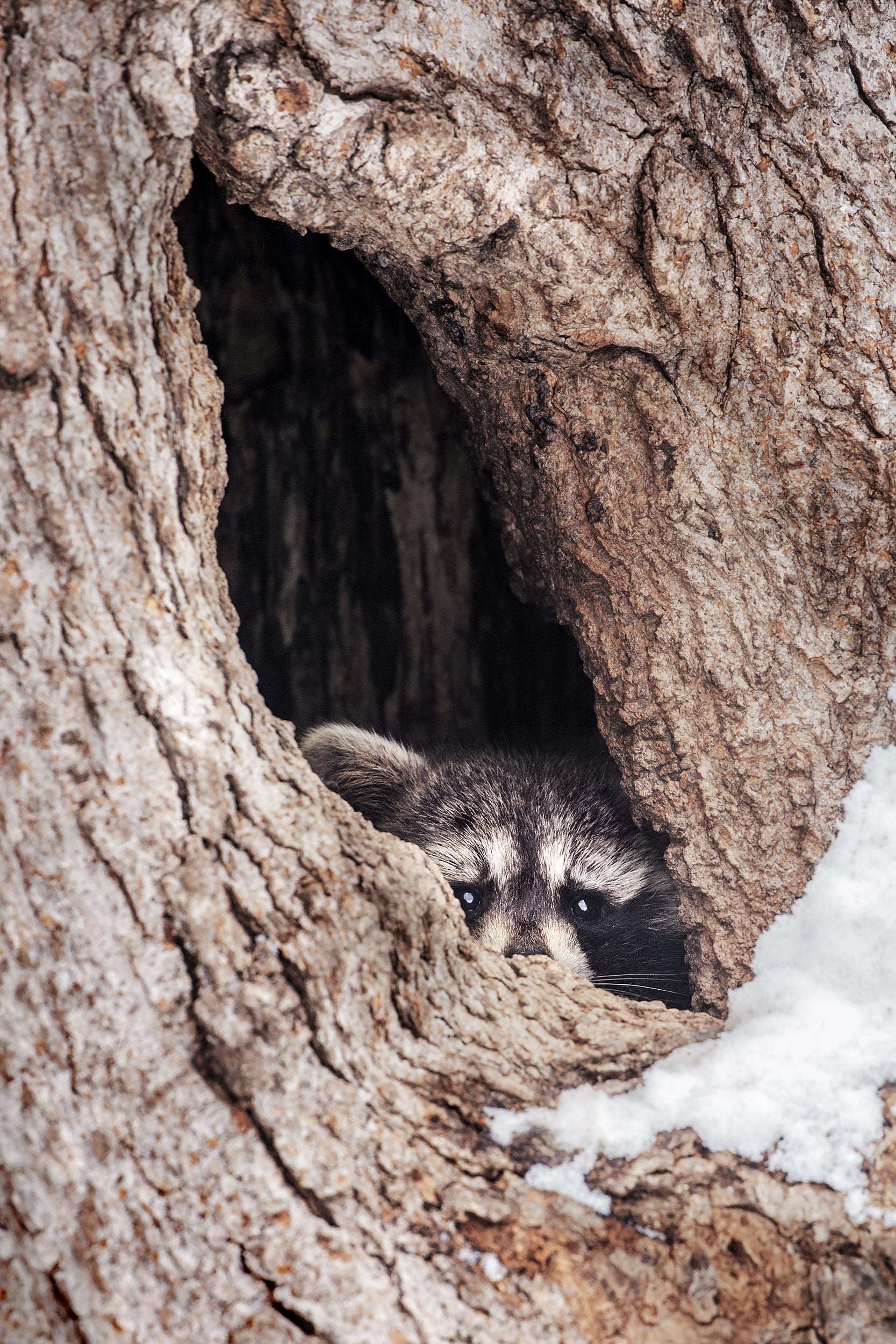 Raccoon 001
