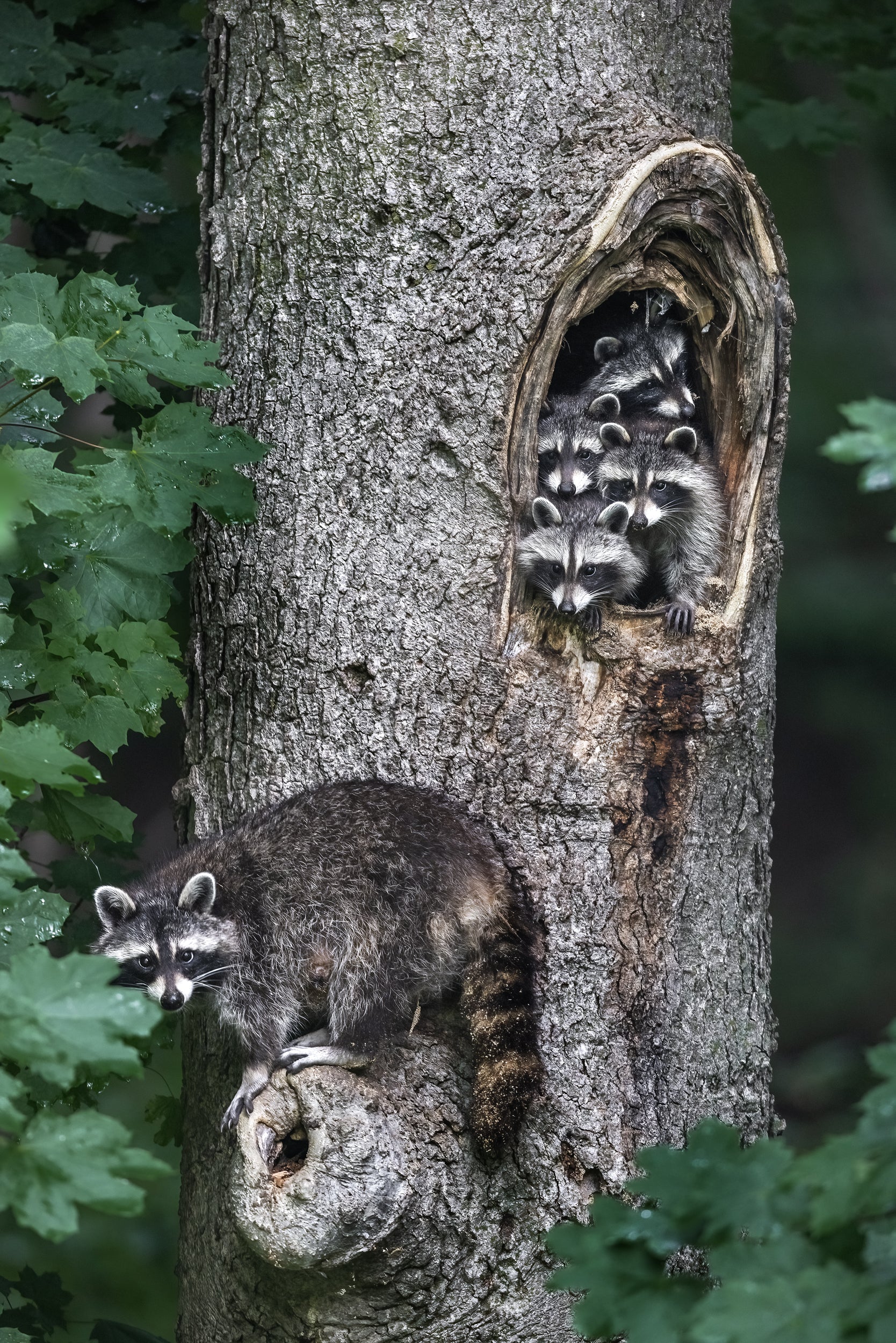 Raccoon 010