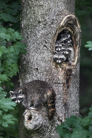 Raccoon 010