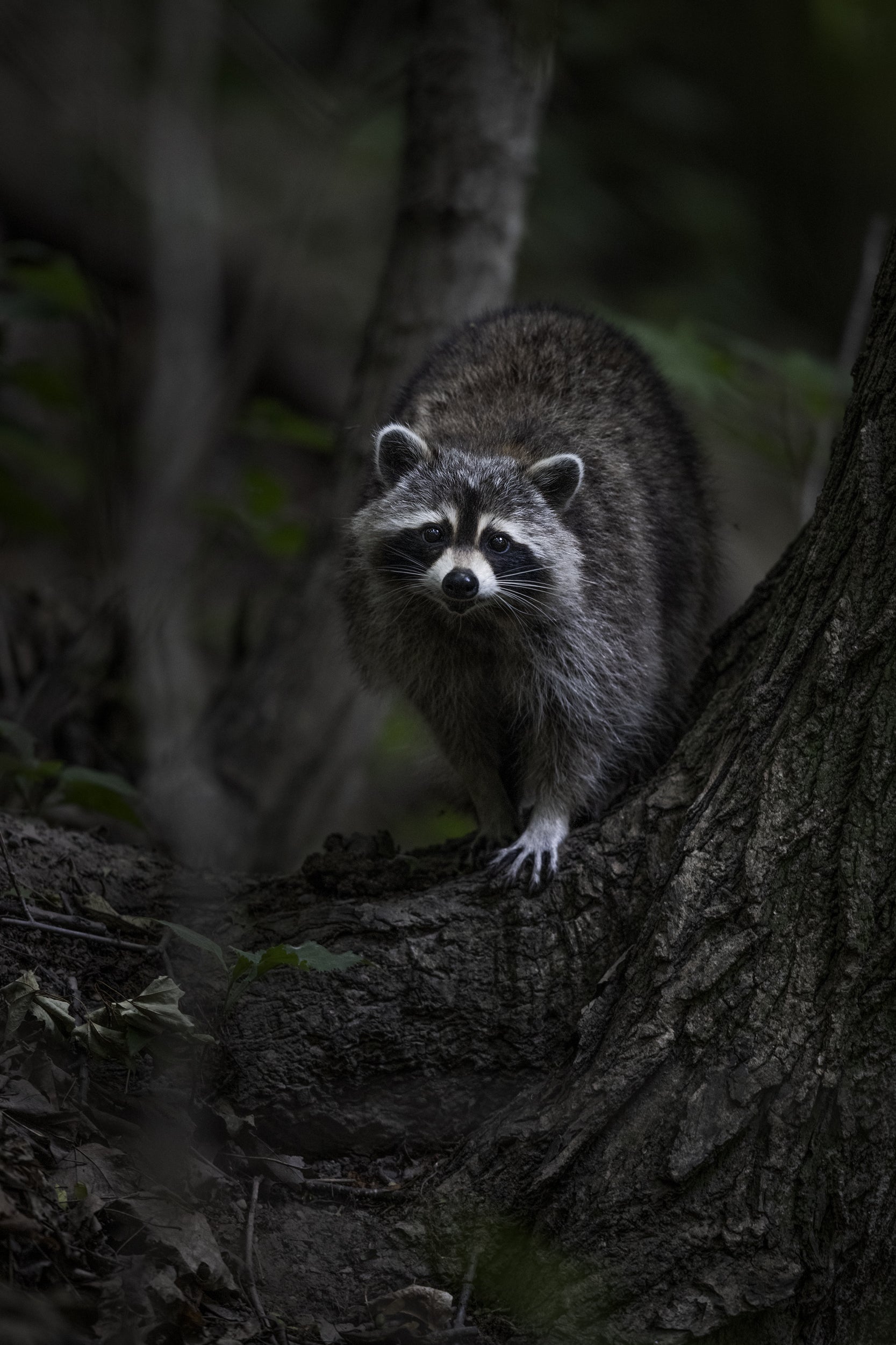 Raccoon 002