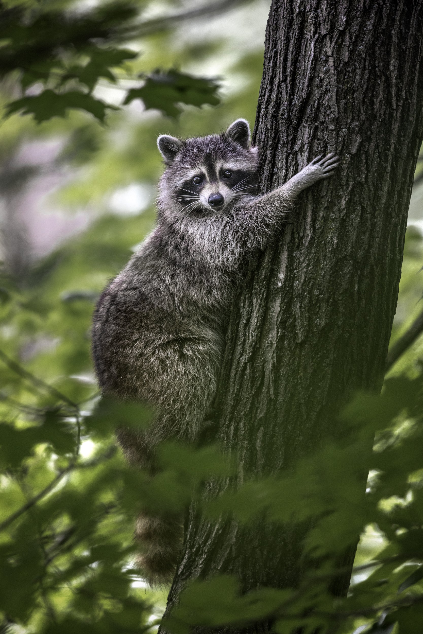 Raccoon 003
