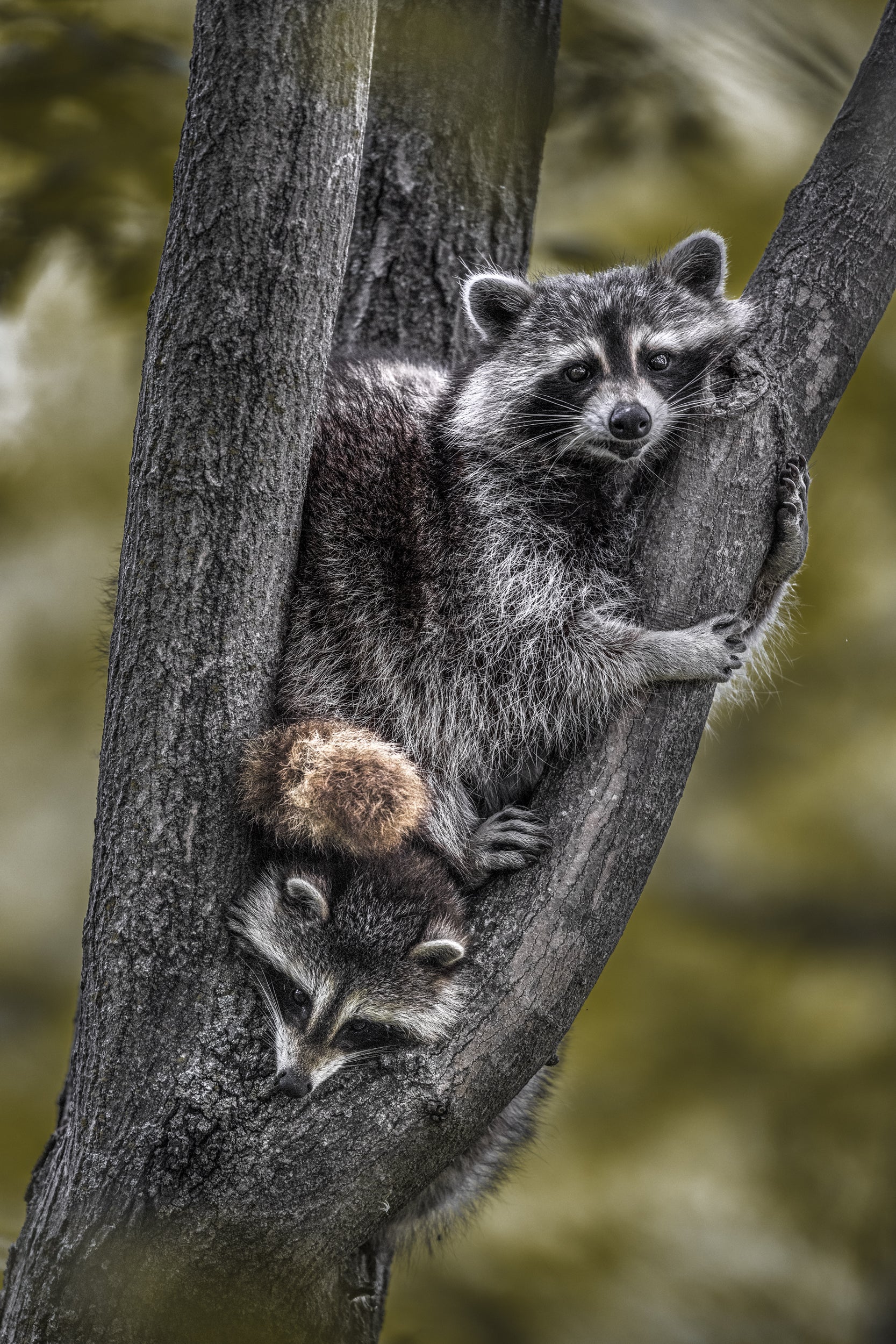 Raccoon 004