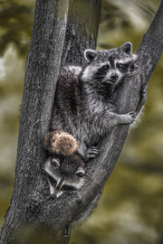 Raccoon 004