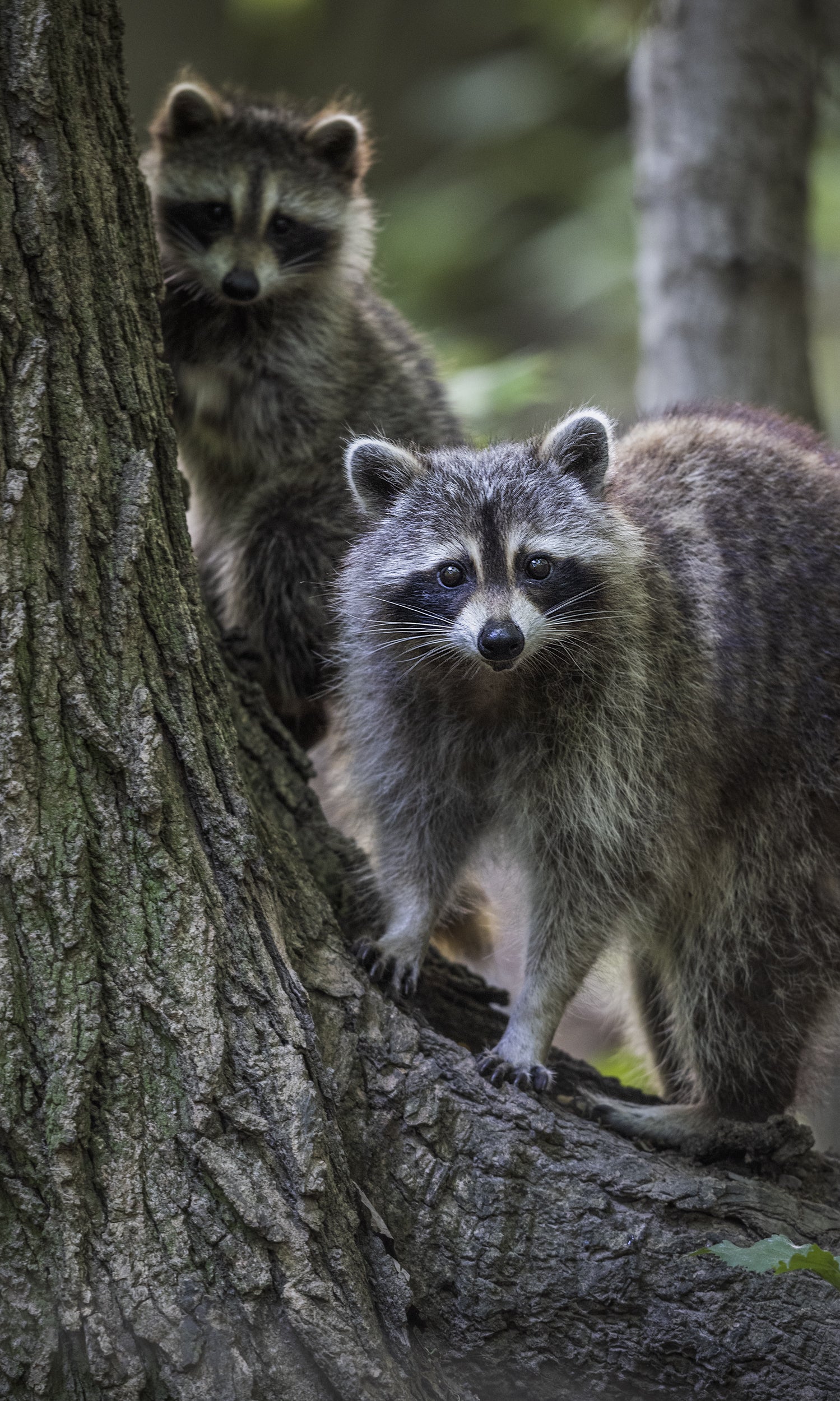 Raccoon 005