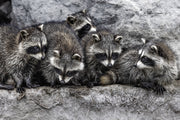 Raccoon 007
