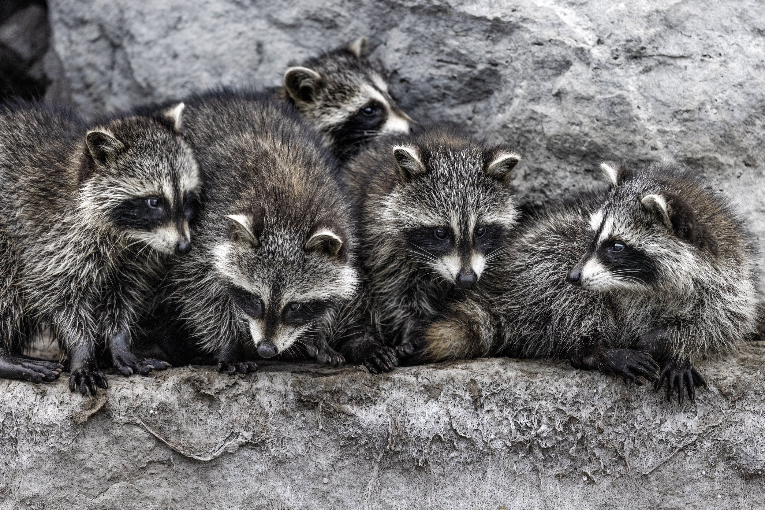 Raccoon 007