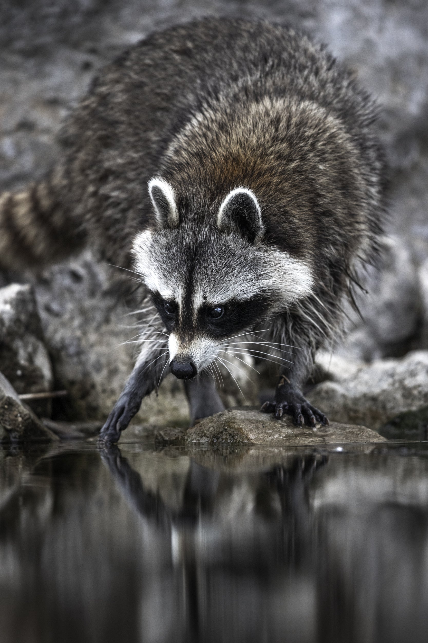 Raccoon 008