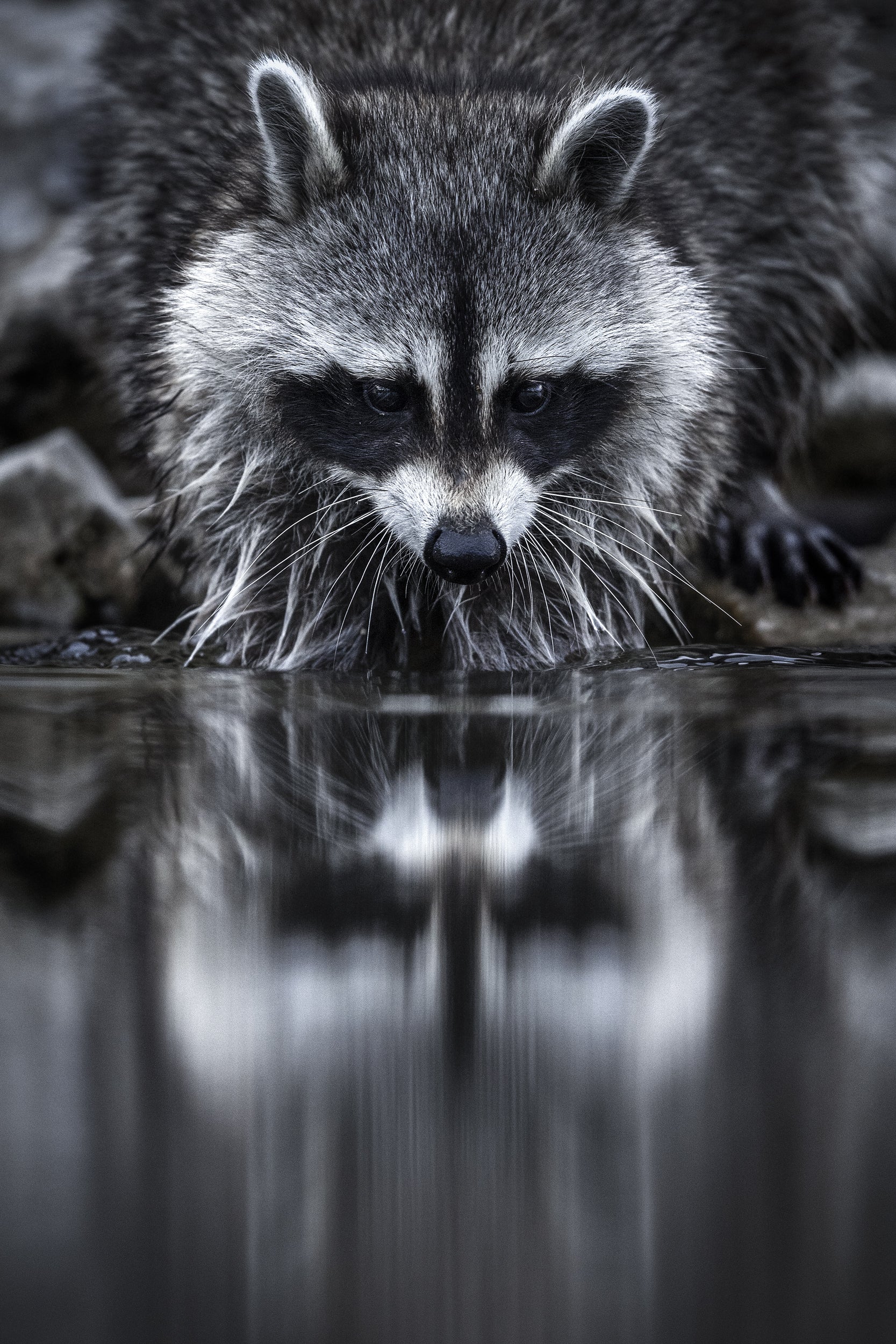 Raccoon 009
