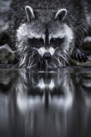 Raccoon 009