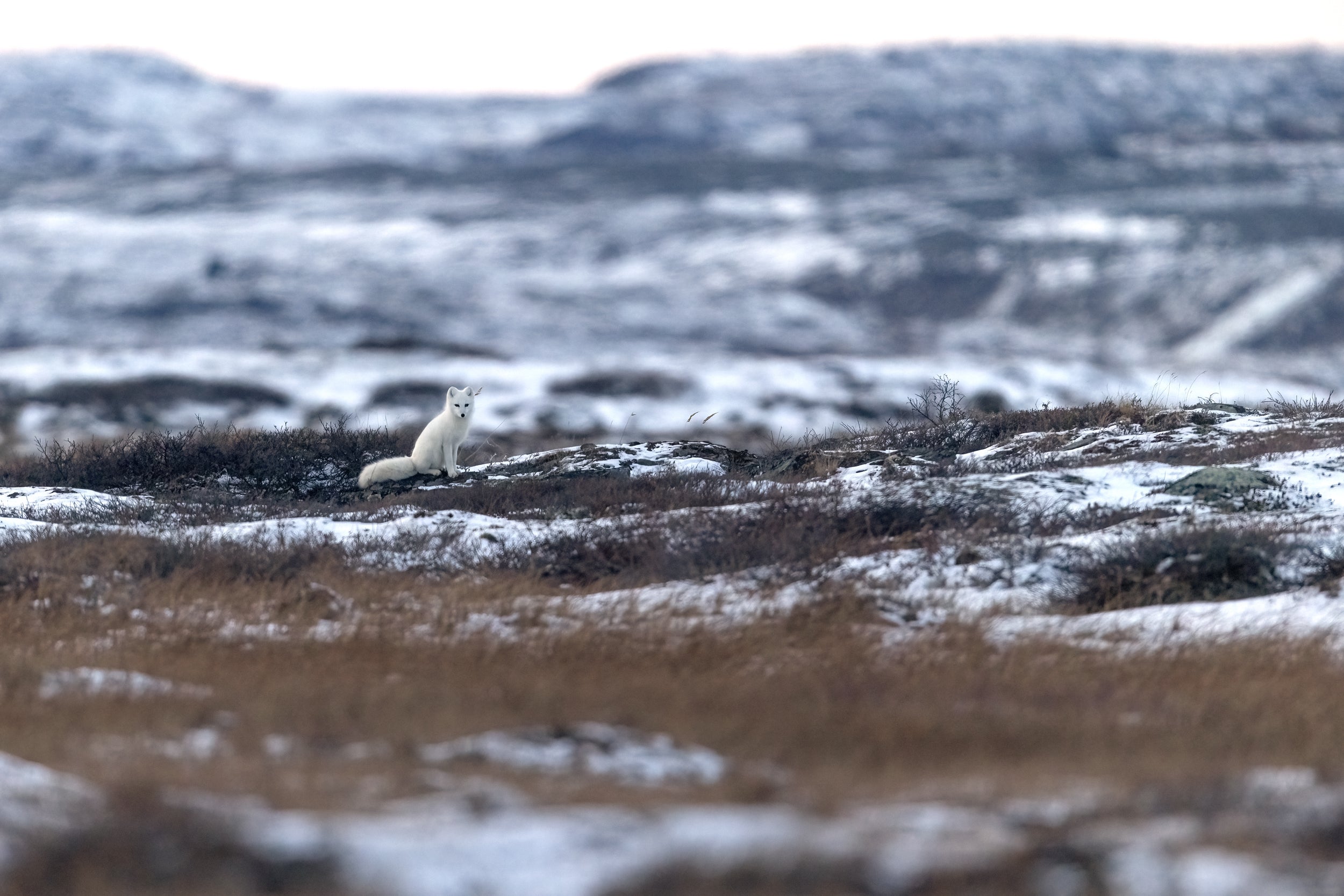 Arctic Fox 001