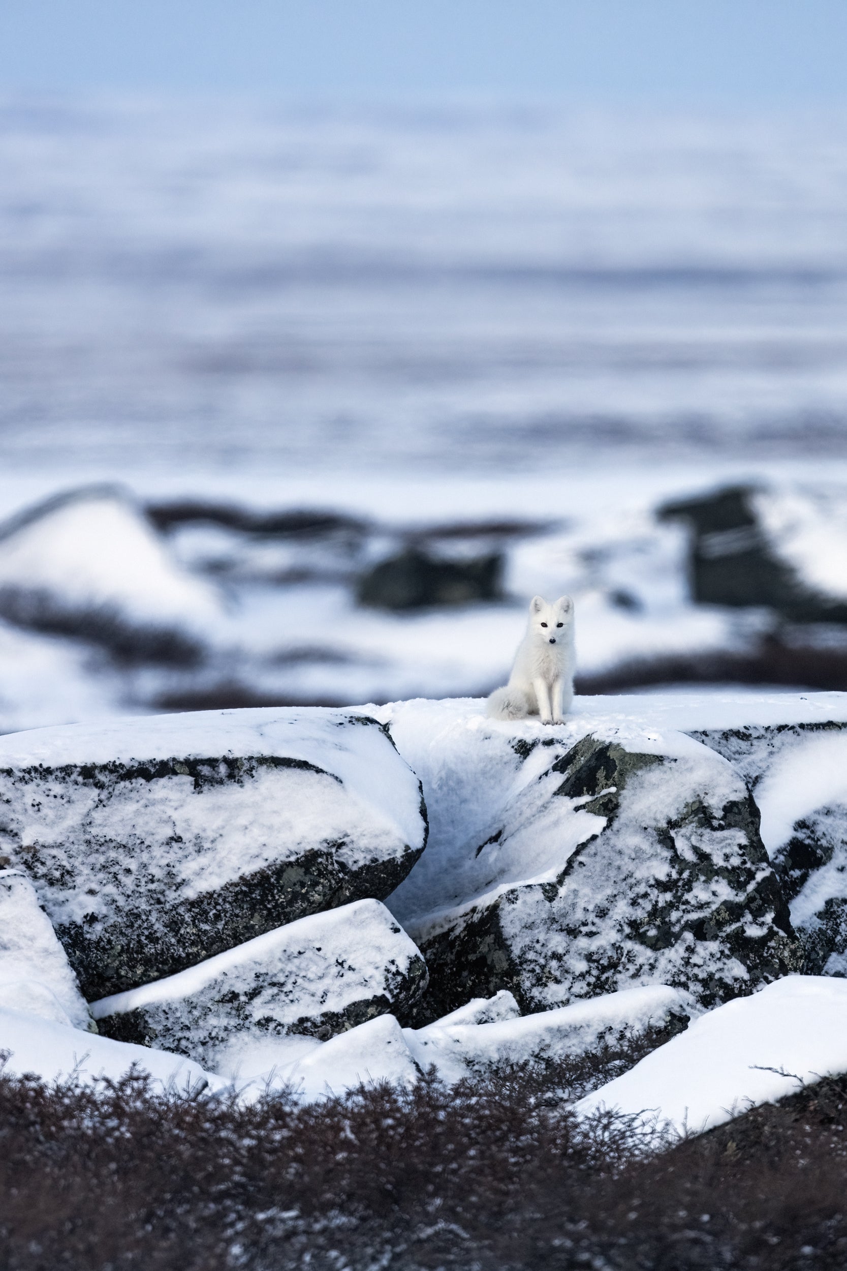 Arctic Fox 011
