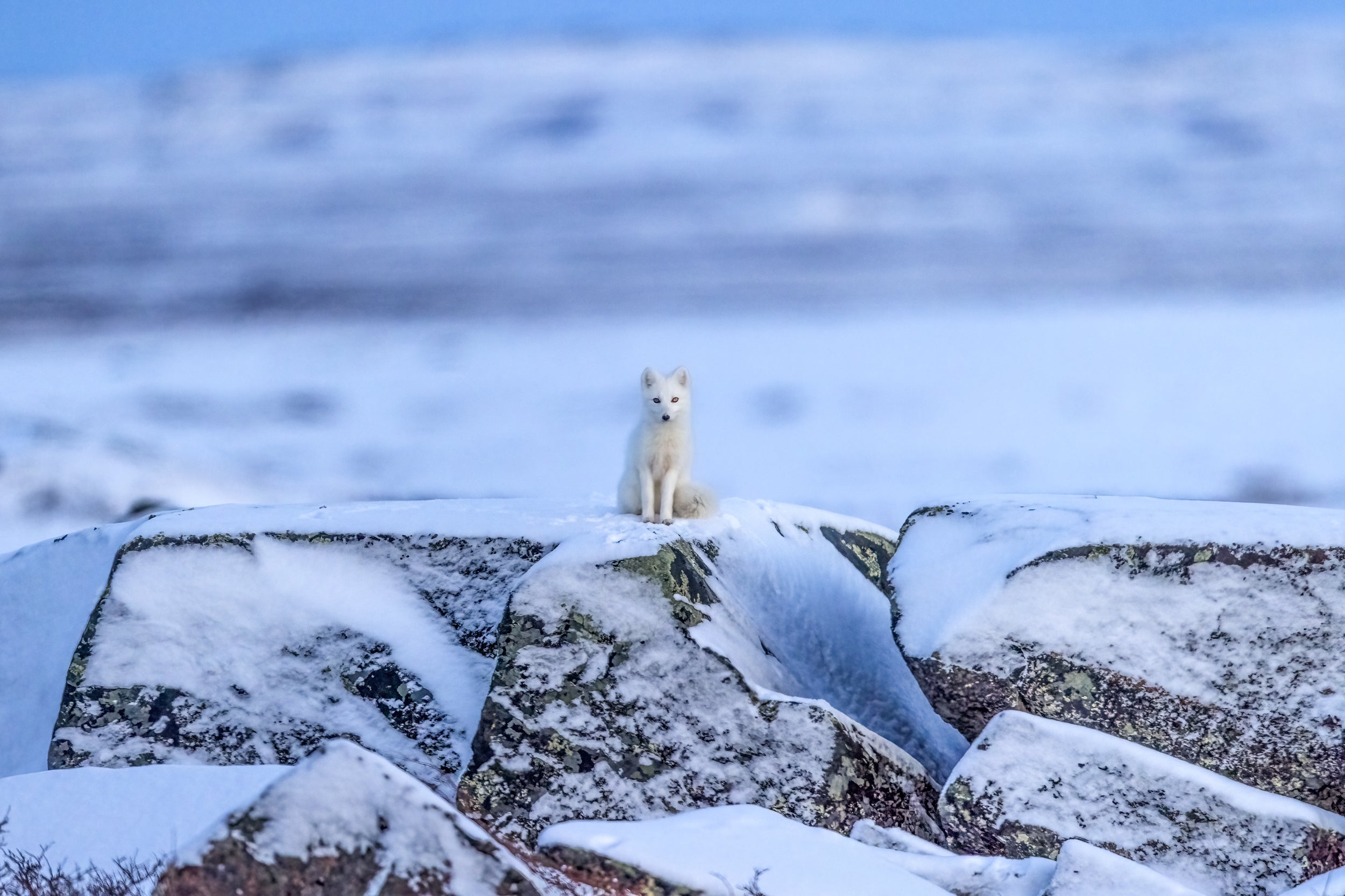 Arctic Fox 012