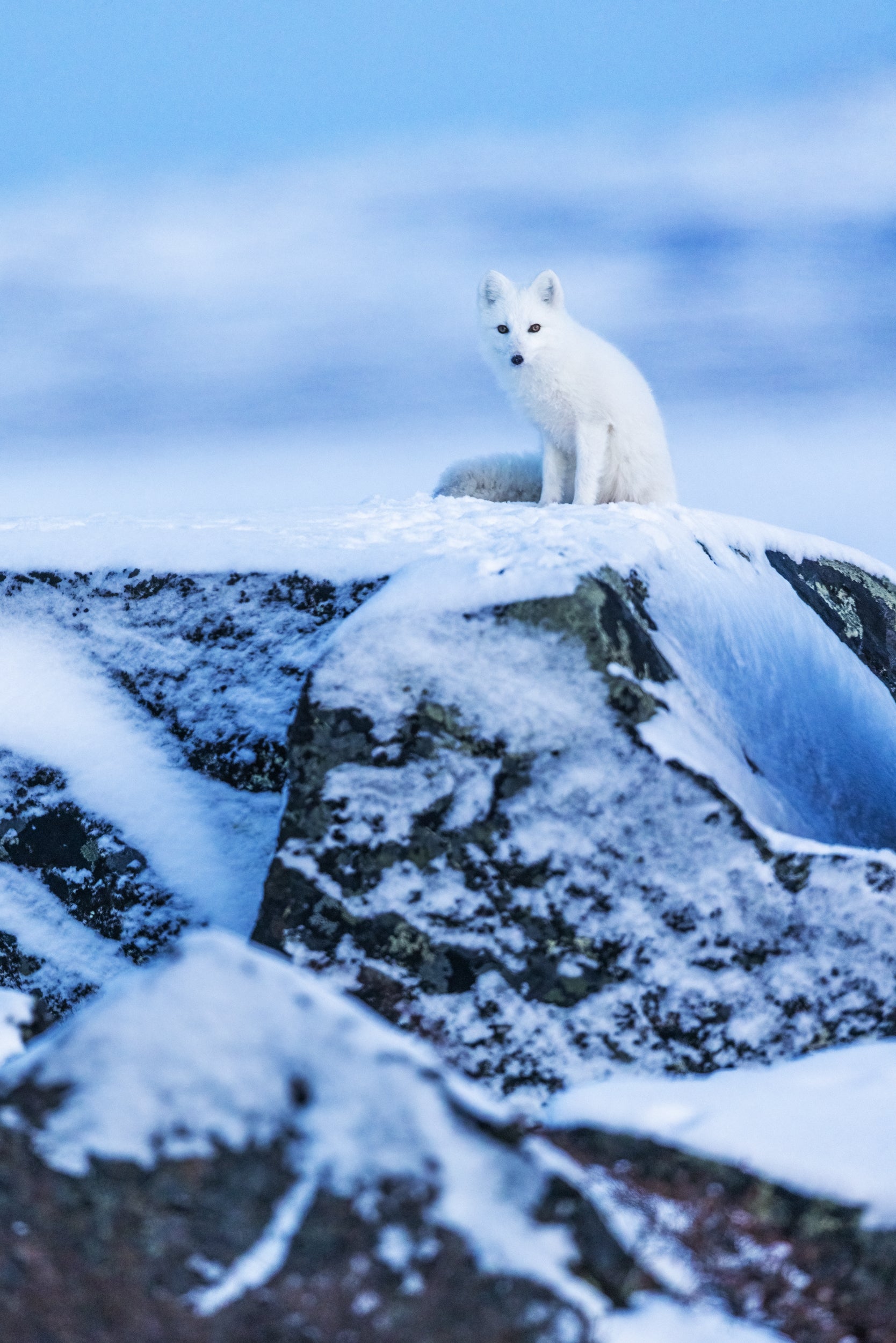 Arctic Fox 014