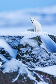 Arctic Fox 014