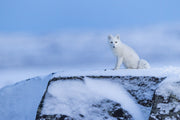 Renard arctique 015