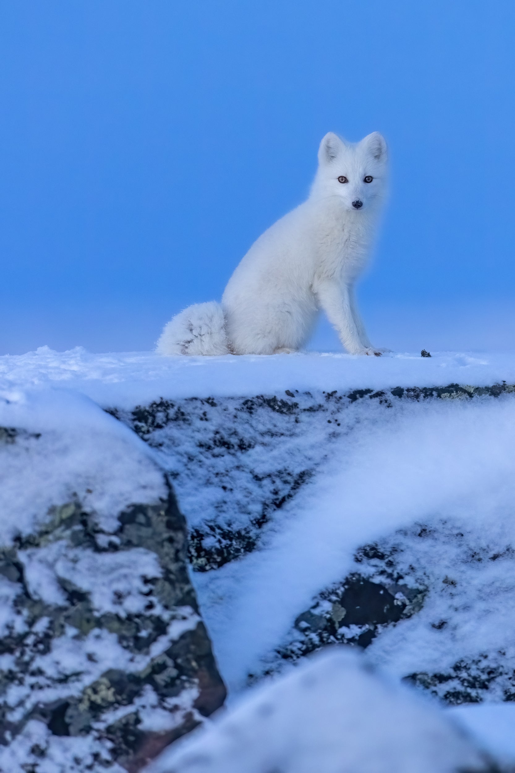 Arctic Fox 016