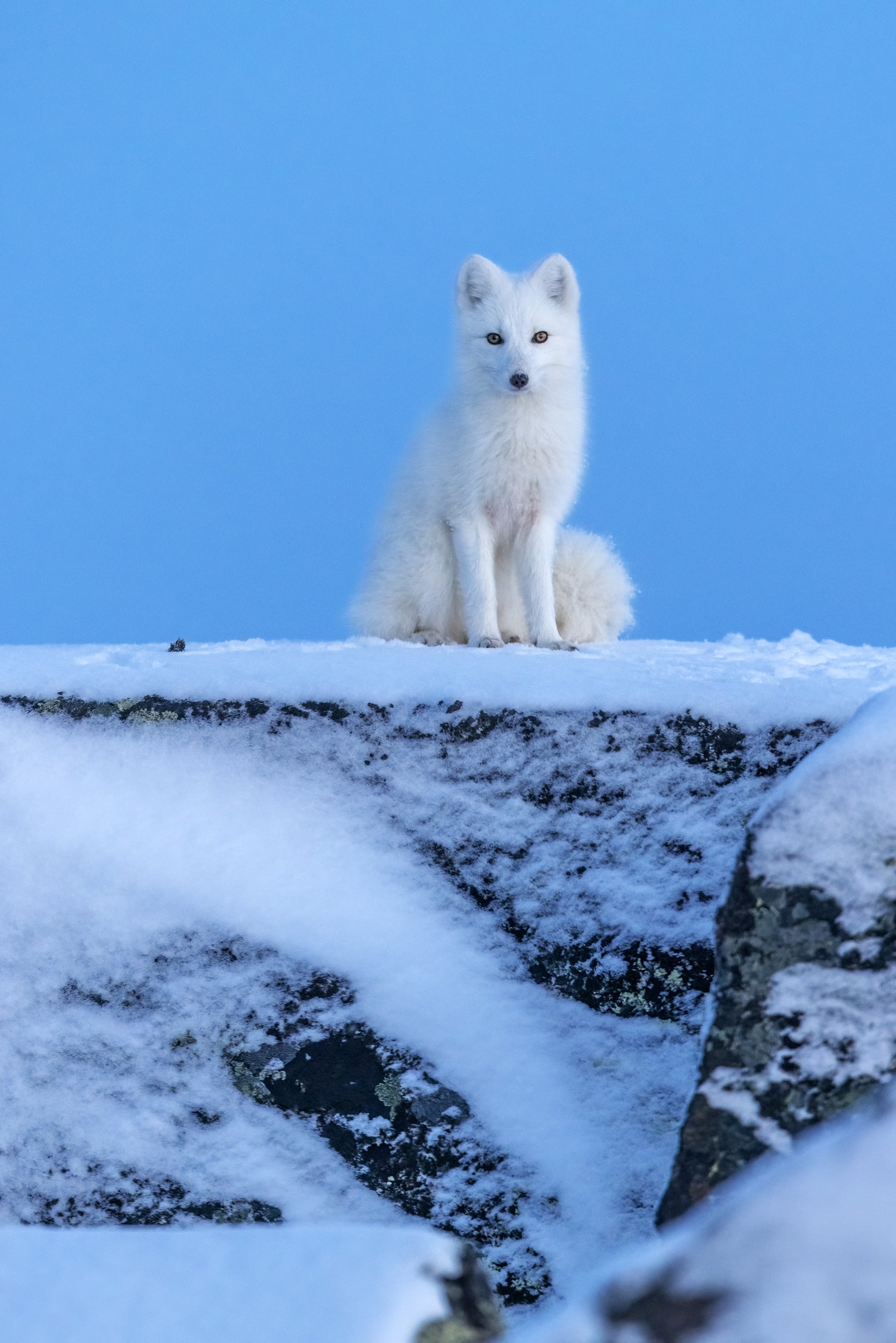 Arctic Fox 017