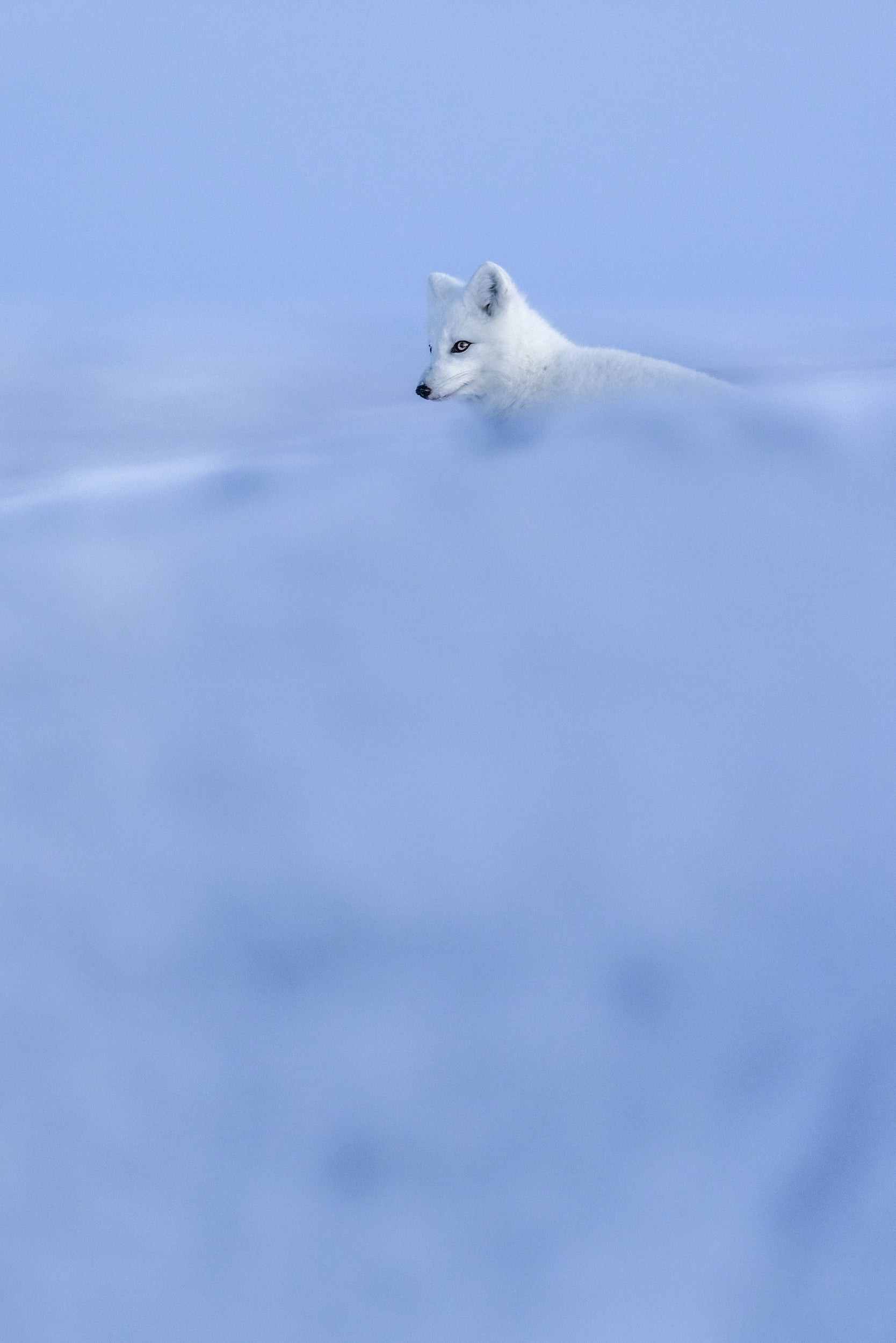 Arctic Fox 018