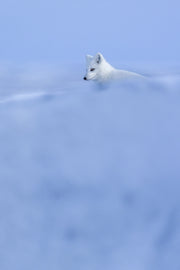 Arctic Fox 018