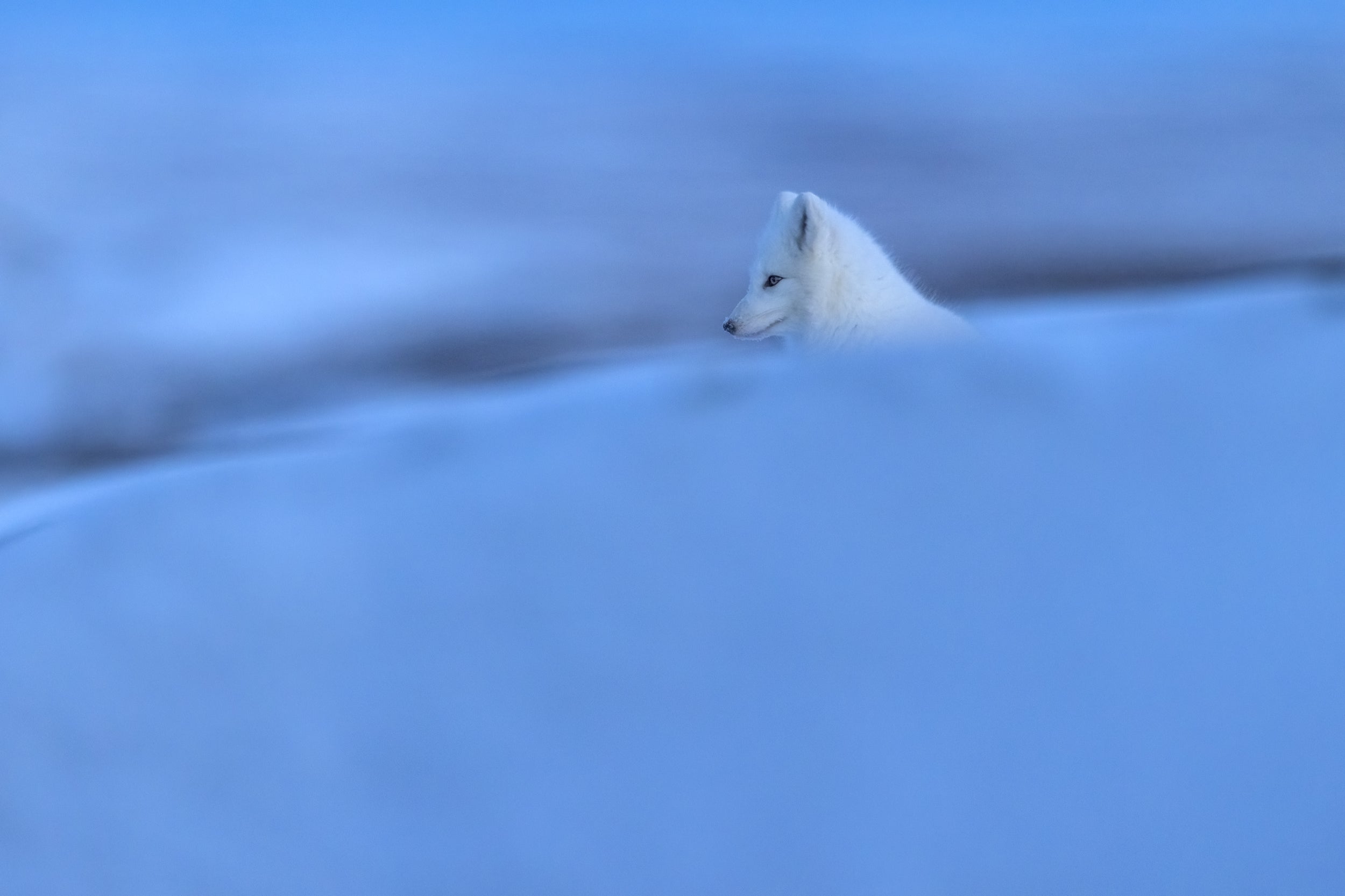 Arctic Fox 019