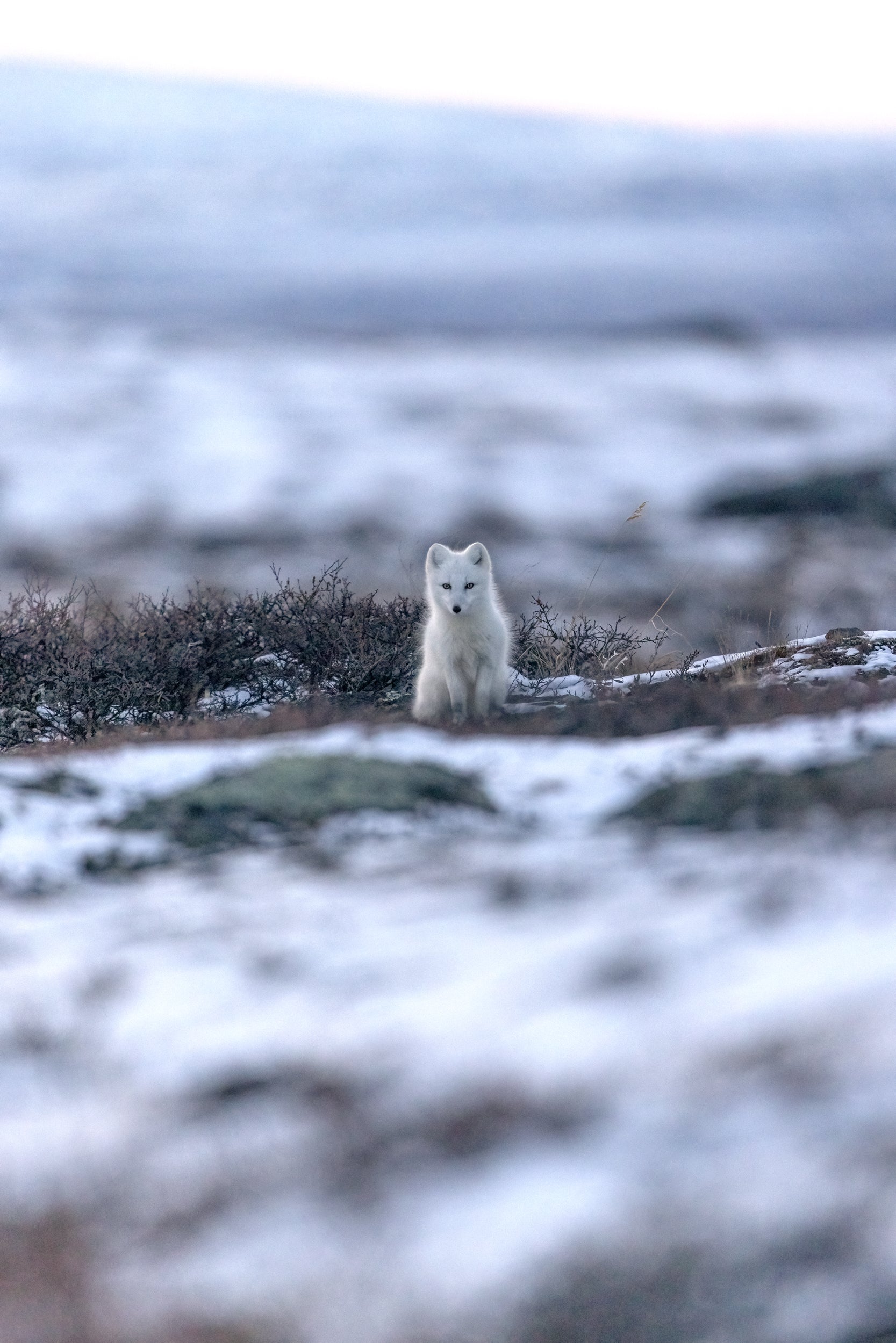 Arctic Fox 002