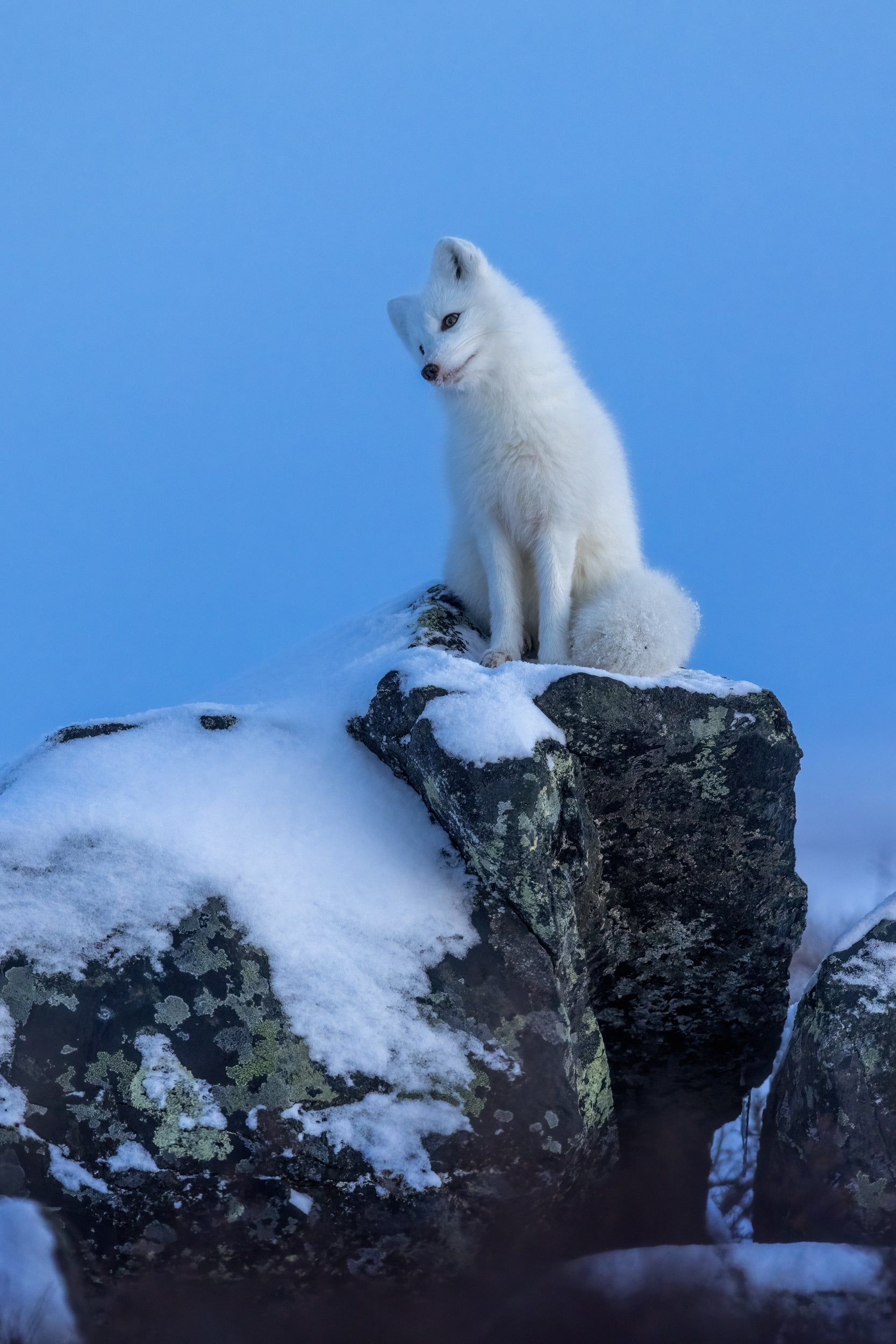 Arctic Fox 020