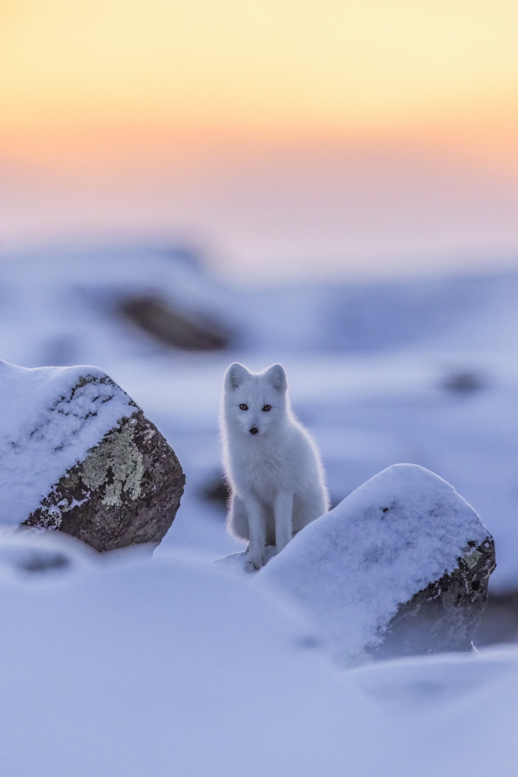Arctic Fox 024
