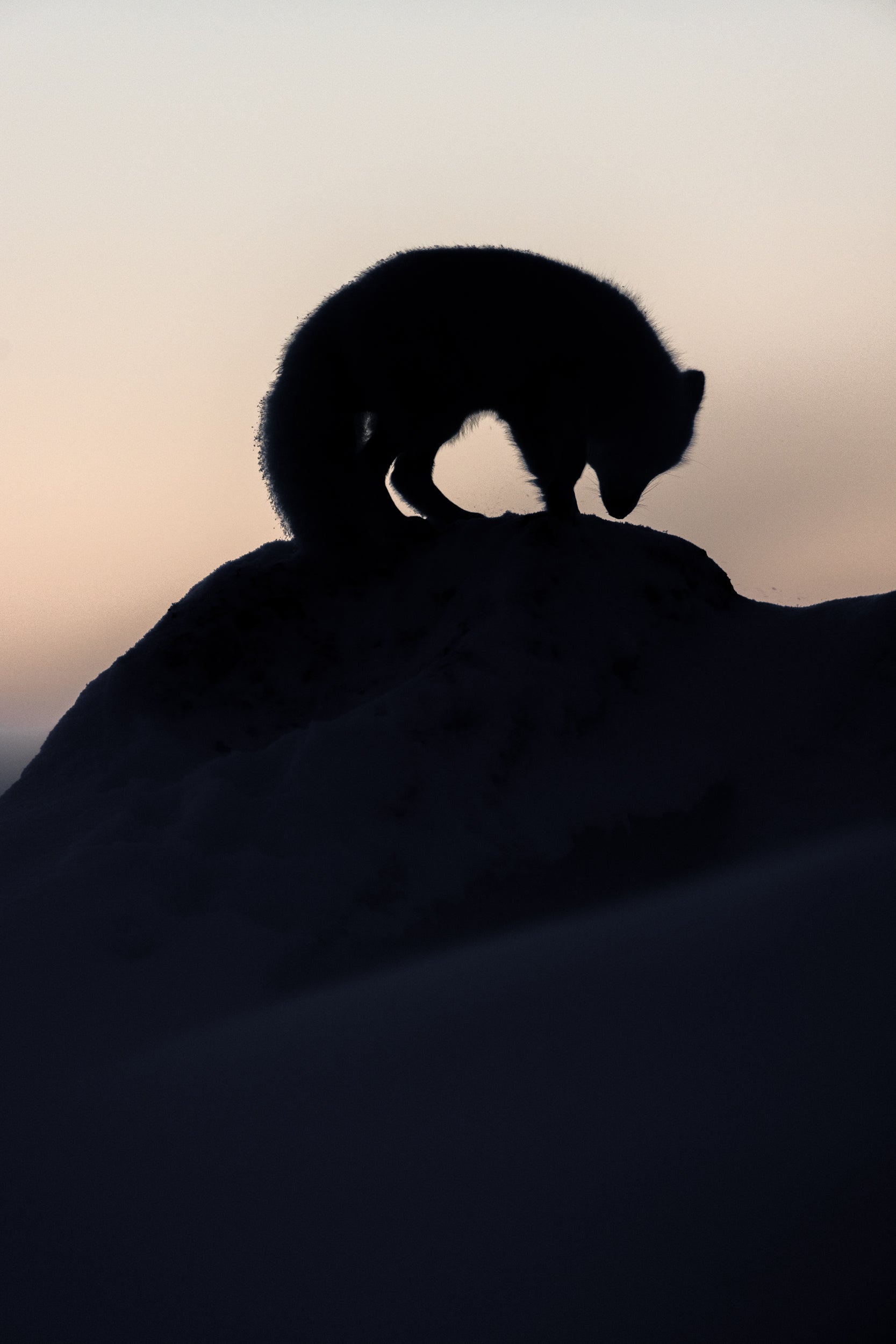 Arctic Fox 026